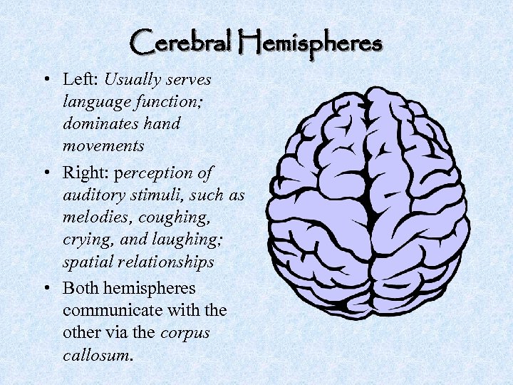 Cerebral Hemispheres • Left: Usually serves language function; dominates hand movements • Right: perception