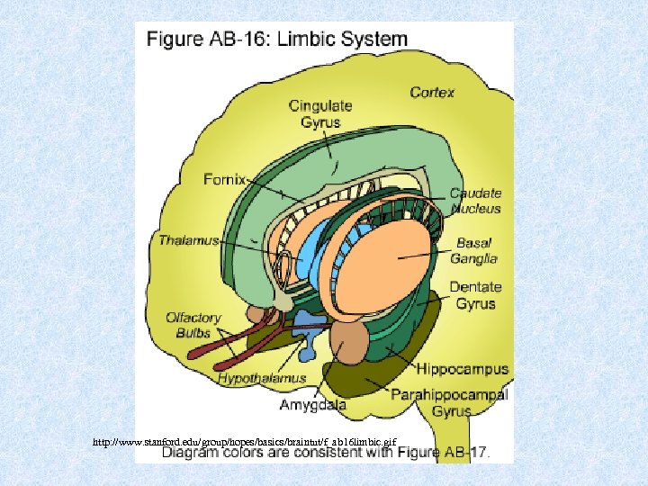 http: //www. stanford. edu/group/hopes/basics/braintut/f_ab 16 limbic. gif 