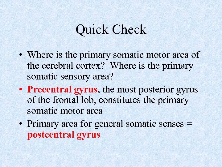 Quick Check • Where is the primary somatic motor area of the cerebral cortex?