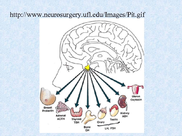 http: //www. neurosurgery. ufl. edu/Images/Pit. gif 