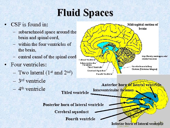 Fluid Spaces • CSF is found in: Midsagittal section of brain – subarachnoid space