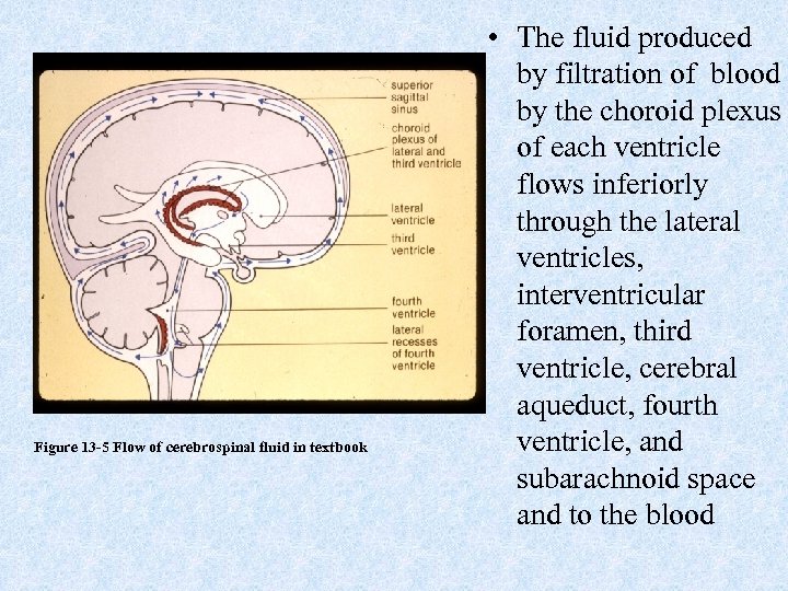 Figure 13 -5 Flow of cerebrospinal fluid in textbook • The fluid produced by