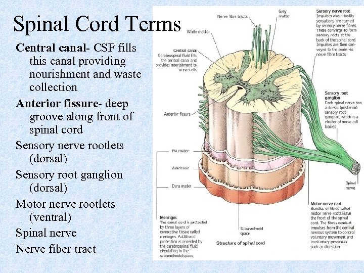 Spinal Cord Terms Central canal- CSF fills this canal providing nourishment and waste collection