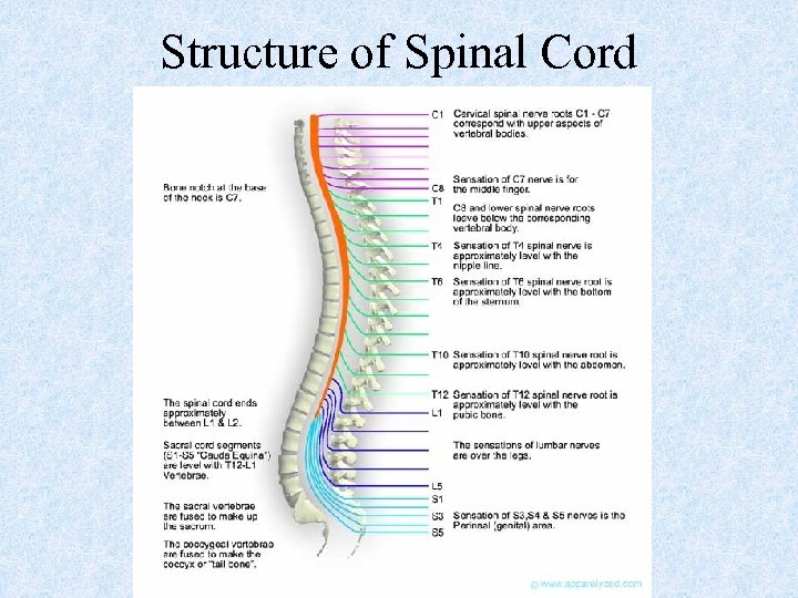 Structure of Spinal Cord 