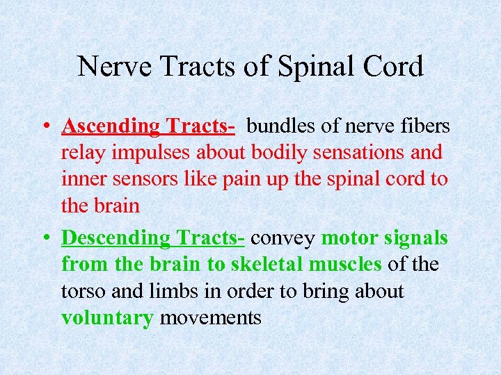 Nerve Tracts of Spinal Cord • Ascending Tracts- bundles of nerve fibers relay impulses