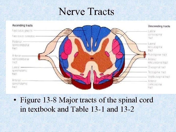 Nerve Tracts • Figure 13 -8 Major tracts of the spinal cord in textbook