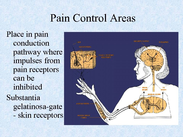 Pain Control Areas Place in pain conduction pathway where impulses from pain receptors can