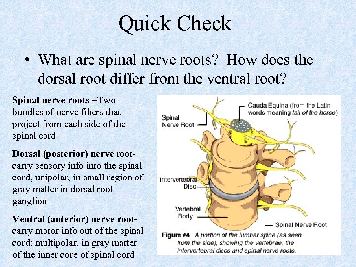 Quick Check • What are spinal nerve roots? How does the dorsal root differ