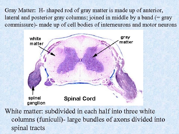 Gray Matter: H- shaped rod of gray matter is made up of anterior, lateral