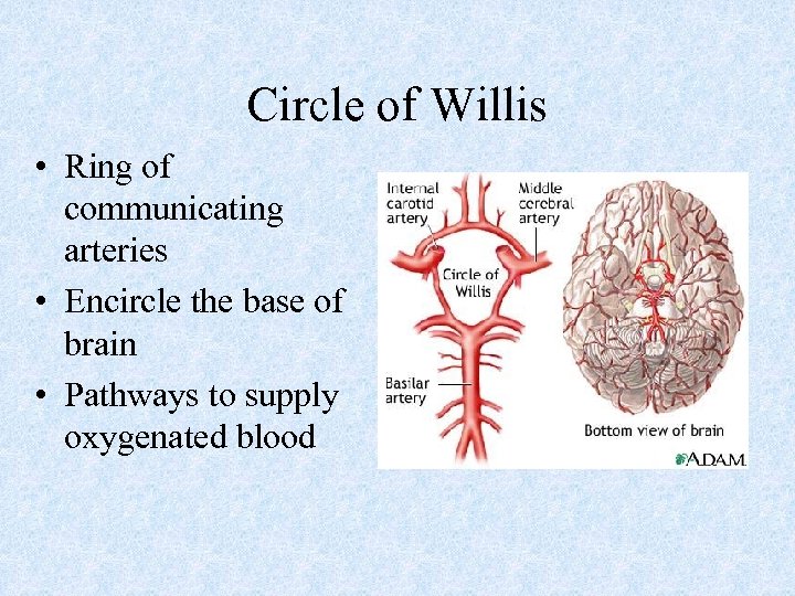 Circle of Willis • Ring of communicating arteries • Encircle the base of brain