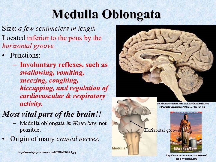 Medulla Oblongata Size: a few centimeters in length Located inferior to the pons by