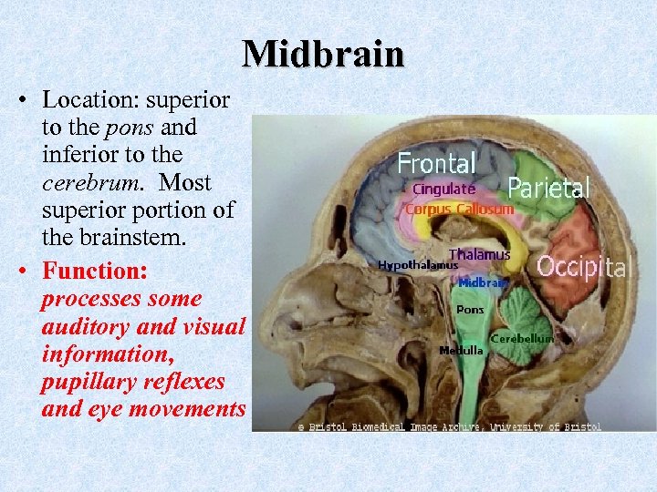 Midbrain • Location: superior to the pons and inferior to the cerebrum. Most superior