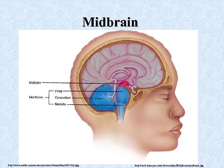 Midbrain http: //www. mhhe. com/socscience/intro/ibank/0012 lll. jpg http: //web. lemoyne. edu/~hevern/psy 285/photos/midbrain. jpg 