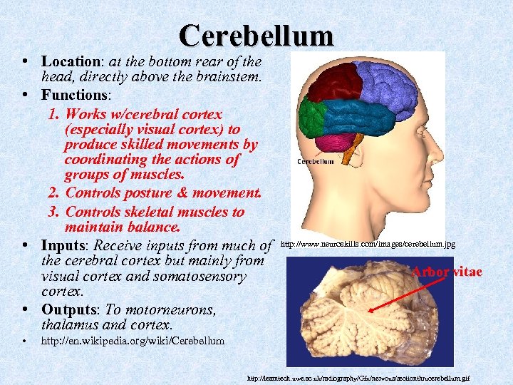 Cerebellum • Location: at the bottom rear of the head, directly above the brainstem.