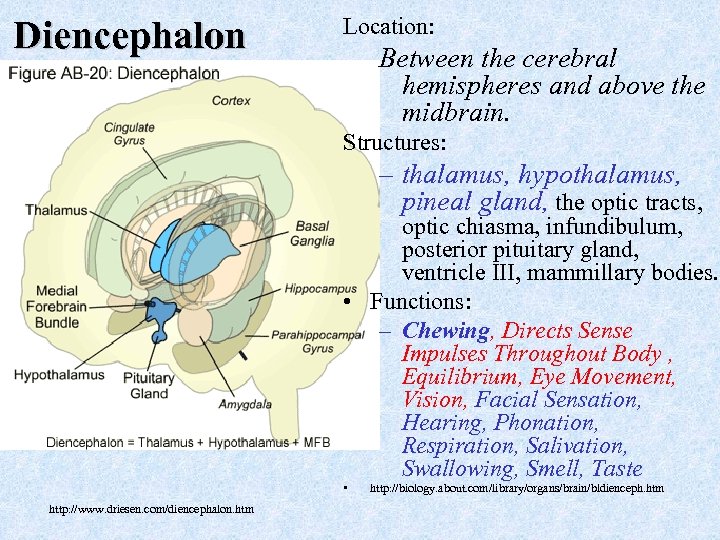 Diencephalon Location: Between the cerebral hemispheres and above the midbrain. Structures: – thalamus, hypothalamus,