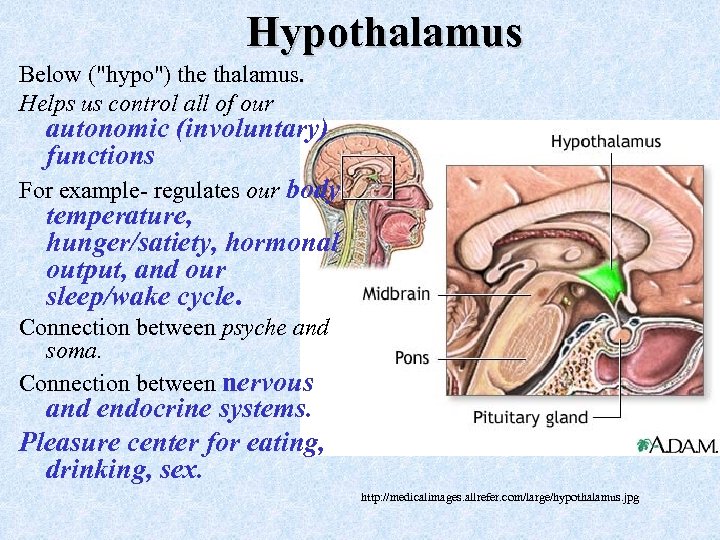 Hypothalamus Below (