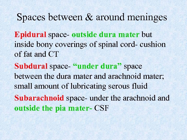 Spaces between & around meninges Epidural space- outside dura mater but inside bony coverings