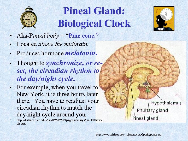 Pineal Gland: Biological Clock • Aka-Pineal body = “Pine cone. ” • Located above