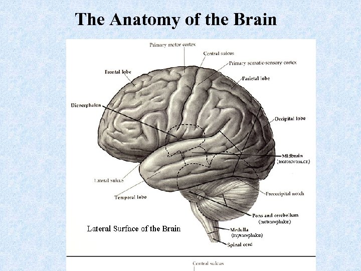 The Anatomy of the Brain 