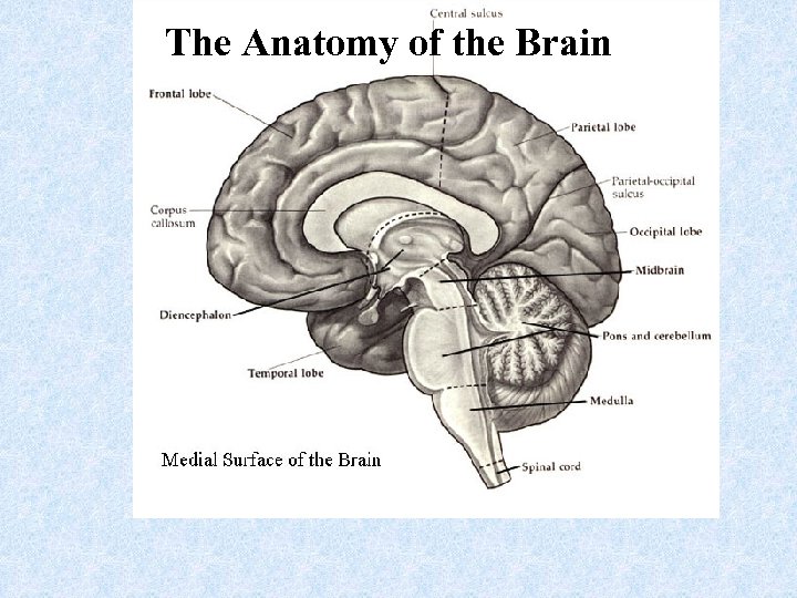 The Anatomy of the Brain 