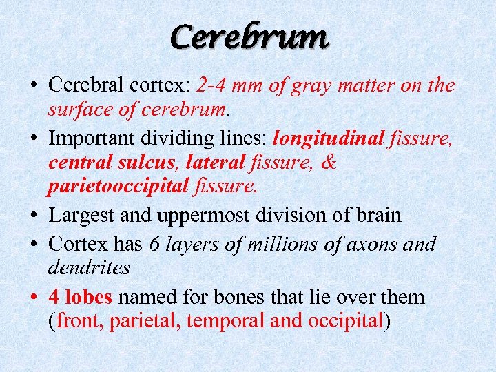 Cerebrum • Cerebral cortex: 2 -4 mm of gray matter on the surface of