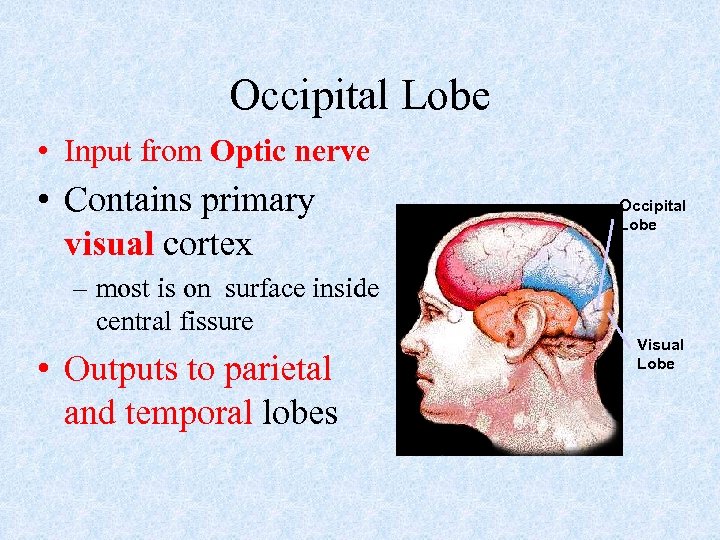 Occipital Lobe • Input from Optic nerve • Contains primary visual cortex – most