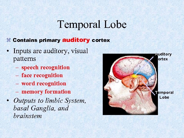 Temporal Lobe Contains primary auditory cortex • Inputs are auditory, visual patterns – –