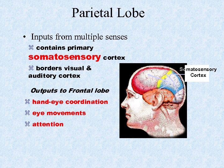 Parietal Lobe • Inputs from multiple senses contains primary somatosensory cortex borders visual &