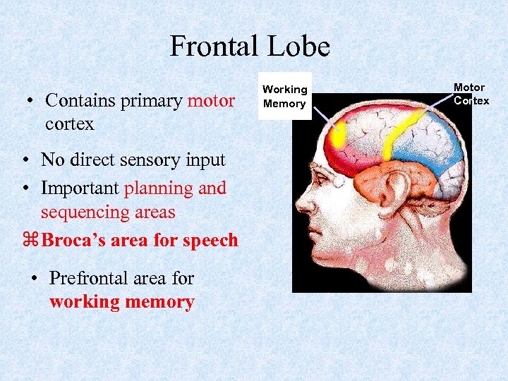 Frontal Lobe • Contains primary motor cortex • No direct sensory input • Important