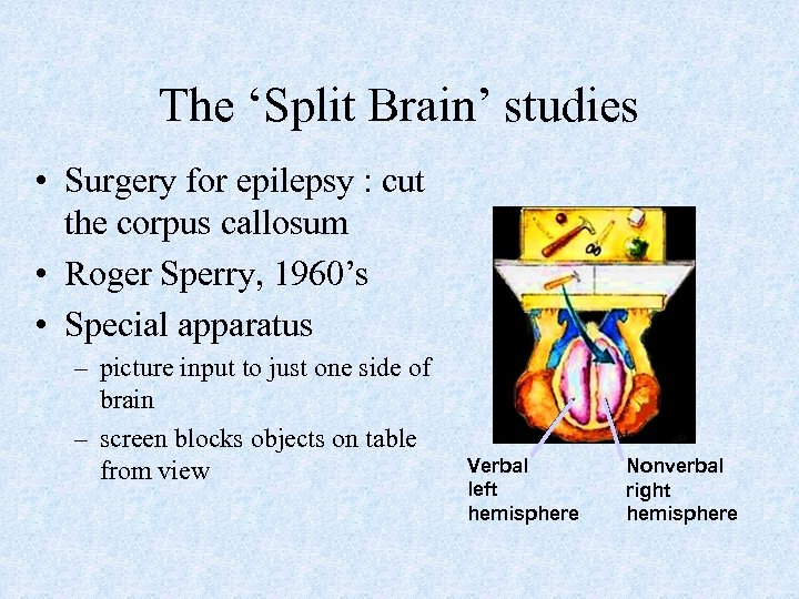 The ‘Split Brain’ studies • Surgery for epilepsy : cut the corpus callosum •