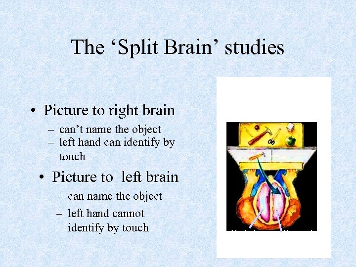 The ‘Split Brain’ studies • Picture to right brain “What left “What did “Using