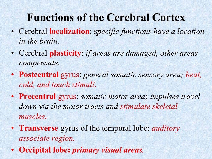 Functions of the Cerebral Cortex • Cerebral localization: specific functions have a location in