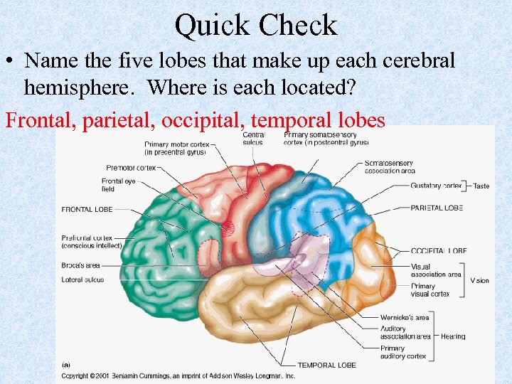 Quick Check • Name the five lobes that make up each cerebral hemisphere. Where