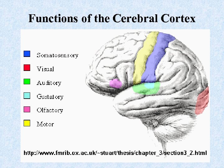 Functions of the Cerebral Cortex 