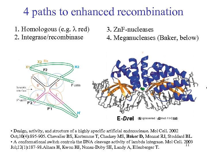 4 paths to enhanced recombination 1. Homologous (e. g. l red) 2. Integrase/recombinase 3.