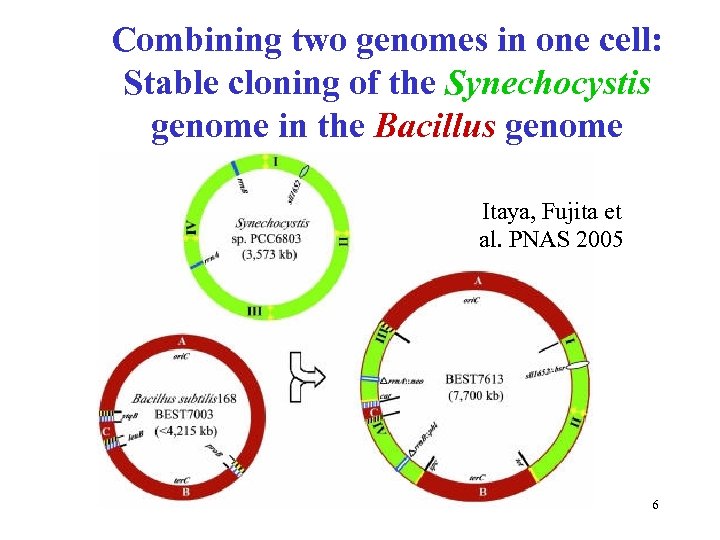 Combining two genomes in one cell: Stable cloning of the Synechocystis genome in the
