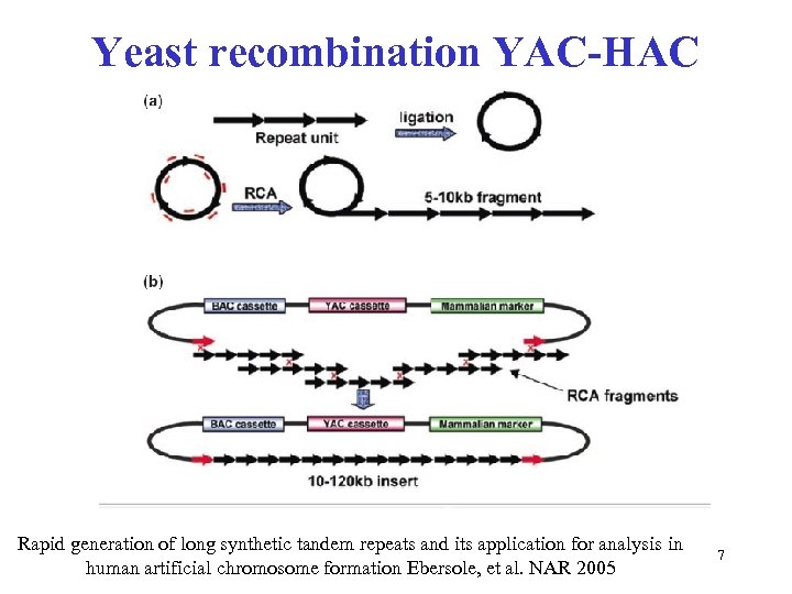 Yeast recombination YAC-HAC Rapid generation of long synthetic tandem repeats and its application for