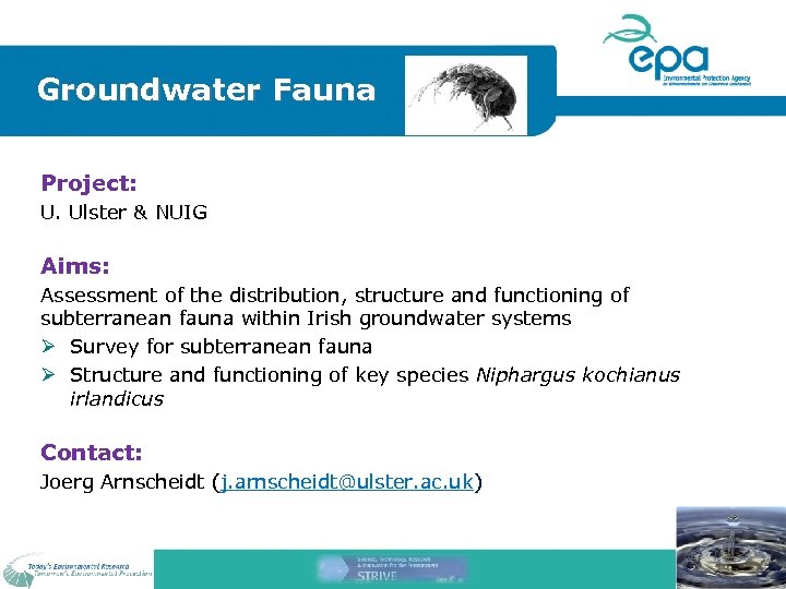 Groundwater Fauna Project: U. Ulster & NUIG Aims: Assessment of the distribution, structure and