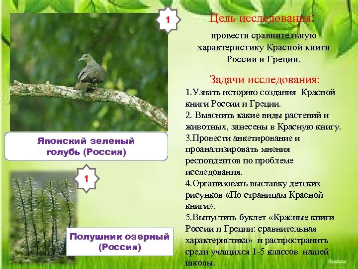Цель исследования: провести сравнительную характеристику Красной книги России и Греции. Задачи исследования: Японский зеленый
