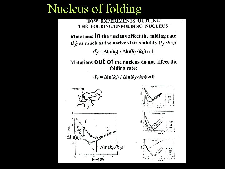 Nucleus of folding 