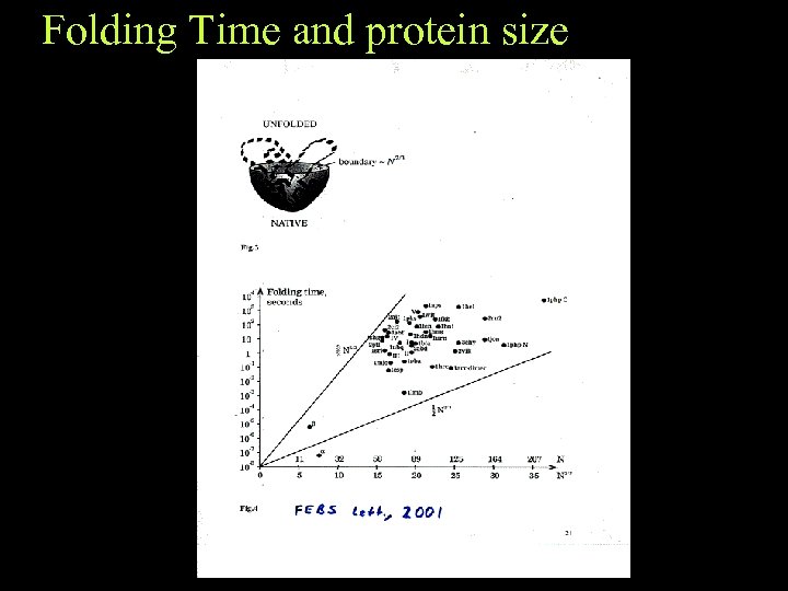 Folding Time and protein size 
