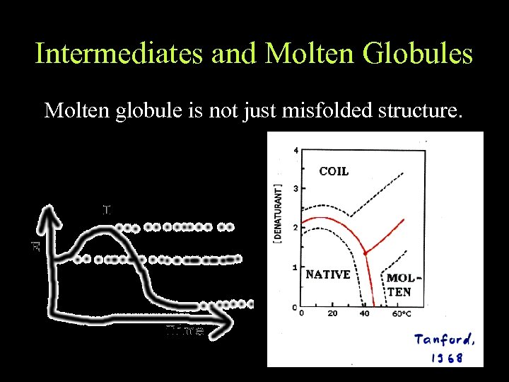 Intermediates and Molten Globules Molten globule is not just misfolded structure. 