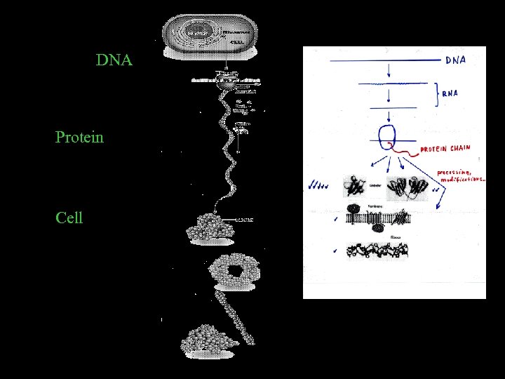 From DNA To Protein In Cell 