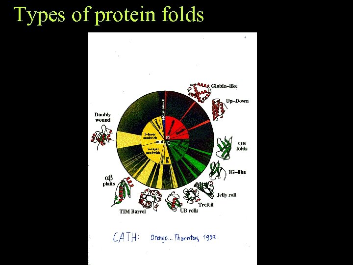 Types of protein folds 