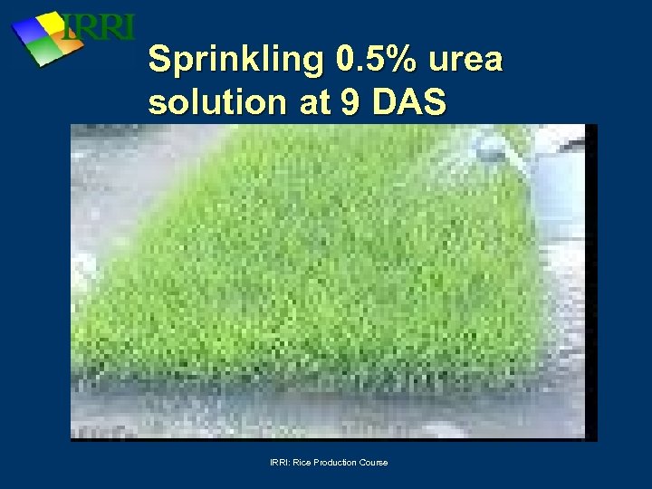 Sprinkling 0. 5% urea solution at 9 DAS IRRI: Rice Production Course 