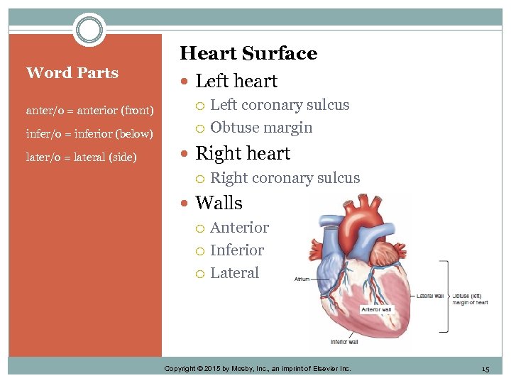 Word Parts Heart Surface Left heart anter/o = anterior (front) infer/o = inferior (below)