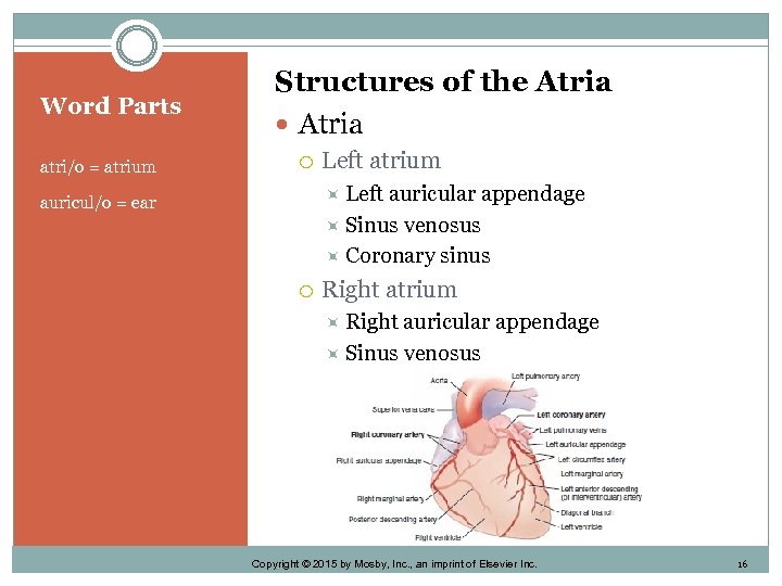 Word Parts atri/o = atrium Structures of the Atria Left atrium Left auricular appendage