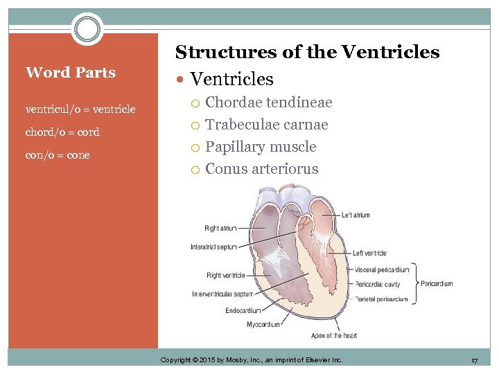 Word Parts ventricul/o = ventricle chord/o = cord con/o = cone Structures of the