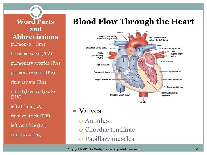 Word Parts and Abbreviations Blood Flow Through the Heart pulmon/o = lung tricuspid valve