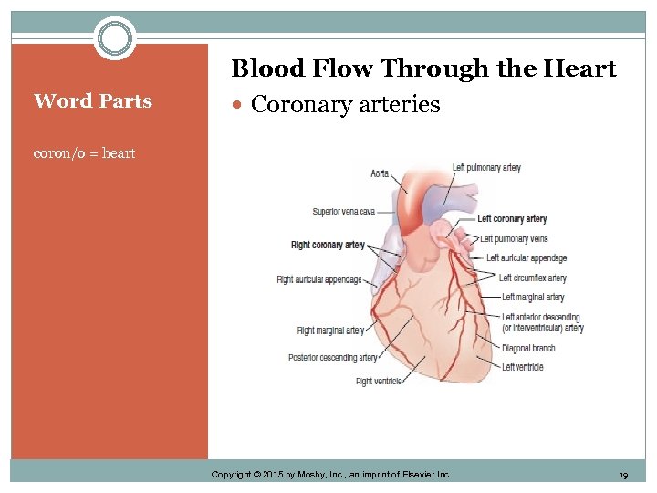 Word Parts Blood Flow Through the Heart Coronary arteries coron/o = heart Copyright ©